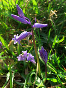 IMG_0993.jpg